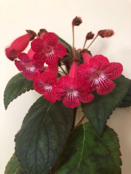 Özel Tür Ni's Kiira Kohleria Japon Küpelisi Çiçeği Fidesi (Mini Pot) ürün görseli 1