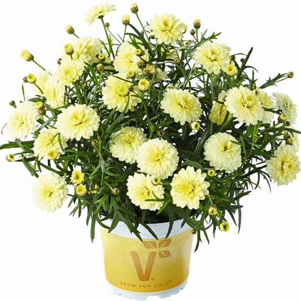 Double Primrose Aramis Katmerli Çeşme Papatyası Çiçeği Fidesi (2 Fide)