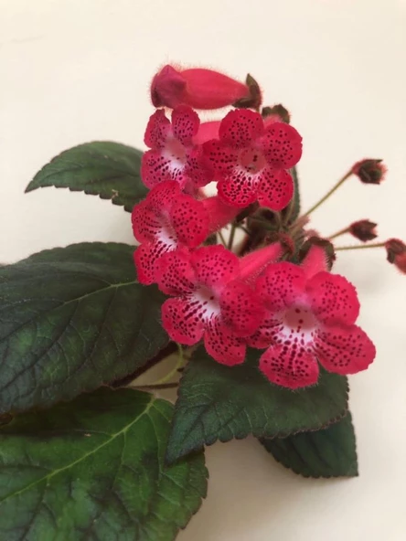 Özel Tür Ni's Kiira Kohleria Japon Küpelisi Çiçeği Fidesi (Mini Pot) - Resim 2