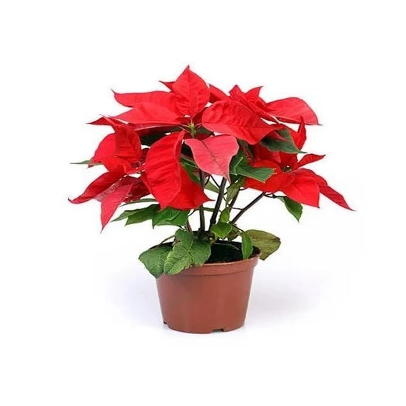 Saksıda Poinsetia Atatürk Çiçeği Yaprak Dökmeyen Tür ürün görseli 1