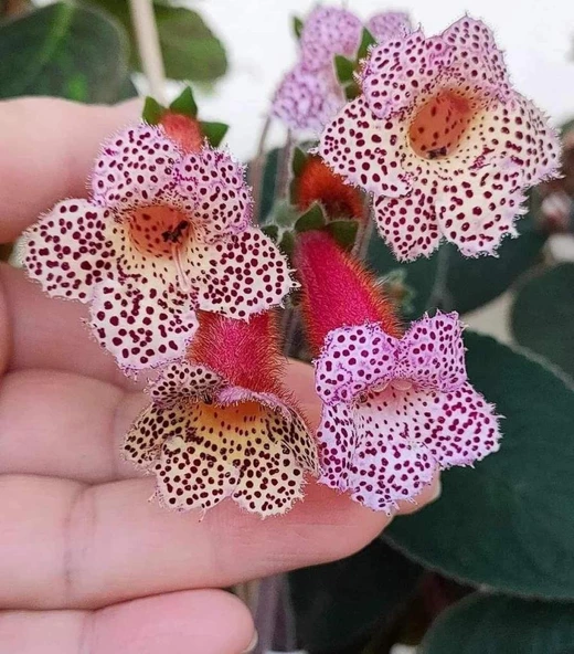 Özel Tür Lori Kohleria Japon Küpelisi Çiçeği Fidesi (Mini Pot) ürün görseli 1