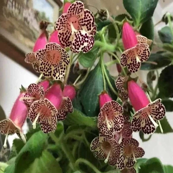 Özel Tür N3 Kohleria Japon Küpelisi Çiçeği Fidesi (Mini Potta) ürün görseli 1