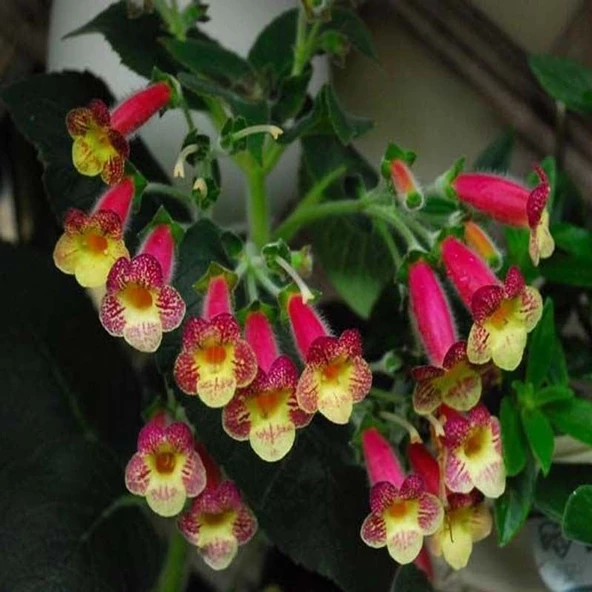 Özel Tür An's Nagging Macaws Kohleria Japon Küpelisi Çiçeği Fidesi (Mini Potta) ürün görseli 1