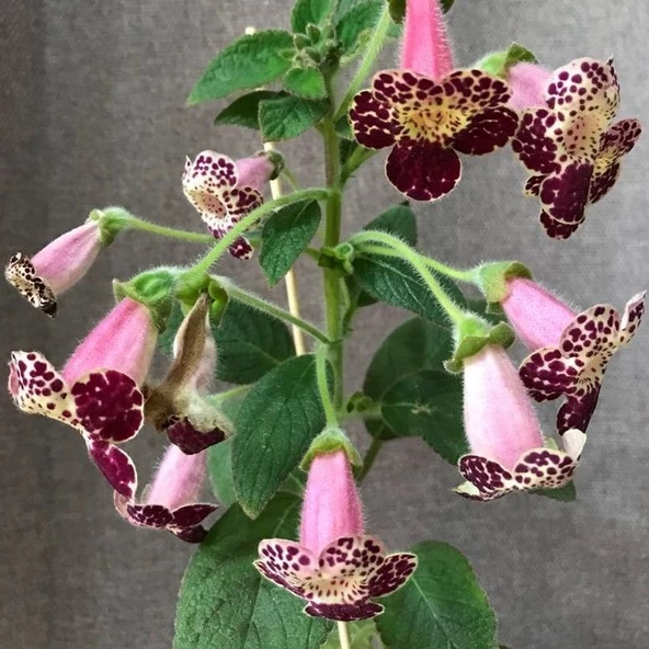 Özel Tür Vanilla Kohleria Japon Küpelisi Çiçeği Fidesi (Mini Pot) ürün görseli 1