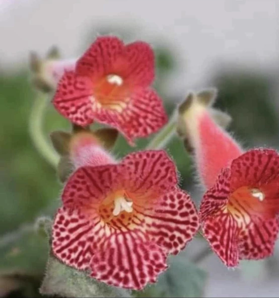 Özel Olla Mm's 0119 Kohleria Japon Küpelisi Çiçeği Fidesi (Mini Potta) ürün görseli