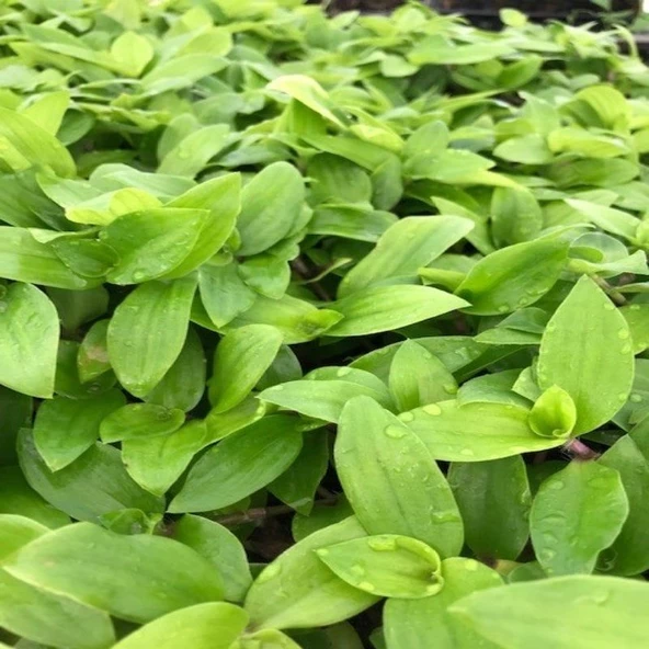 Tradescantia Flumensis Telgraf Çiçeği Fidesi(5 adet) - 2