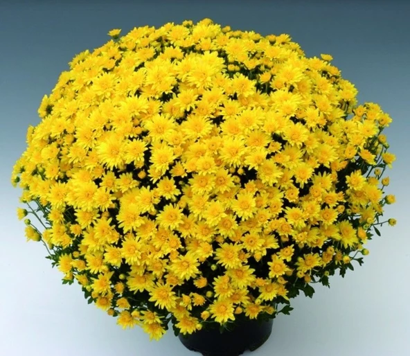 Branroyal Yellow Kasımpatı Krizantem Çiçeği Fidesi (1 Adet)