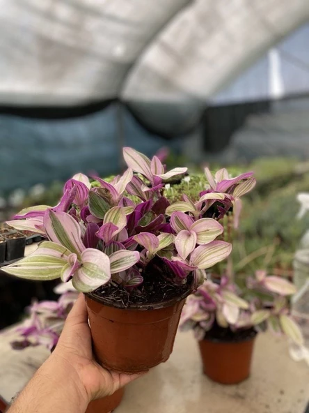 Tradescantia Nanouk Telgraf Çiçeği 13 Lük Saksıda