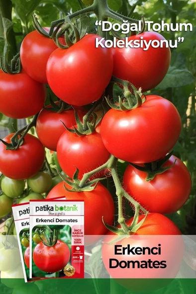 200 Adet Erkenci Domates Tohumu (Oturak) ürün görseli