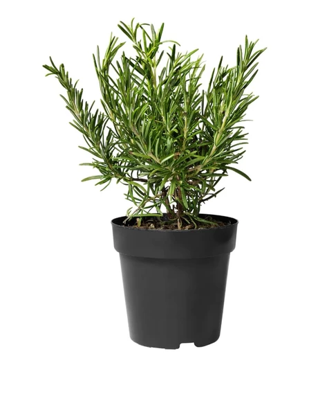 Kuş Dili Biberiye Fidanı 5 Adet 10-30 cm Rosmarinus Officinalis