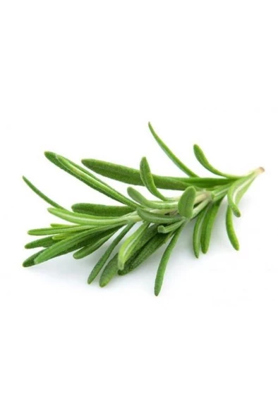 Kelly Yeşili Biberiye Fidanı 5 Adet 20-30 cm (Rosmarinus Officinalis)