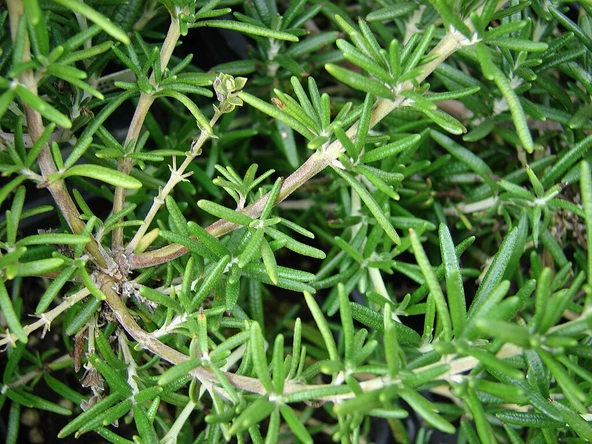 Kelly Yeşili Biberiye Fidanı 5 Adet 20-30 cm (Rosmarinus Officinalis) - Resim 5