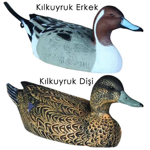 DD.21 Kılkuyruk Ördek Mühresi Erkek+Dişi