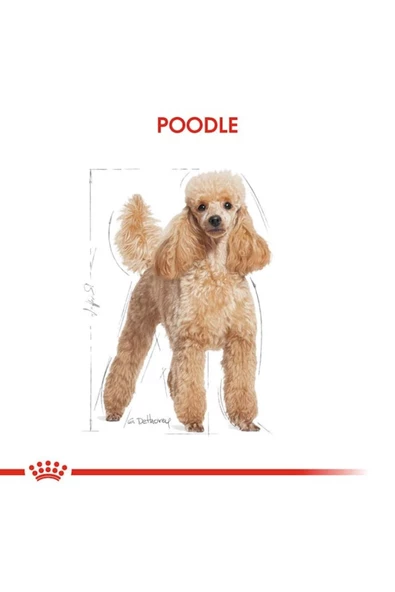 Poodle Yetişkin Köpek Maması 3kg - 8