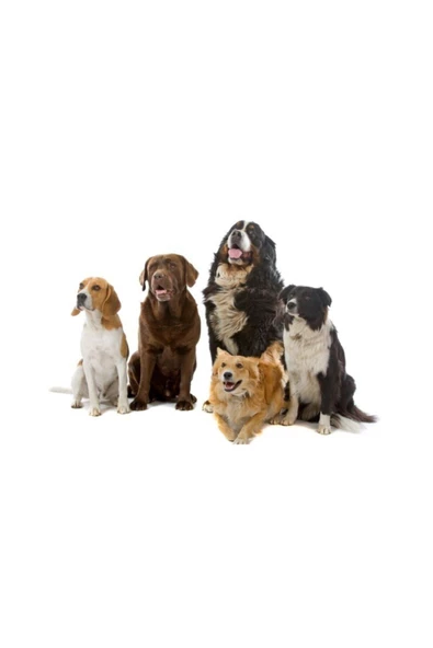 Proplan Medıum Adult Dog Yetişkin Kuzu Etli Köpek Maması 14 Kg - 4