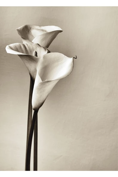 Harikabirev HARİKABİREV|SOFT BEJ-BEYAZ ÇİÇEK  2|ÇERÇEVELİ TEMPERLİ CAM TABLO TEKLİ DİKEY - 2