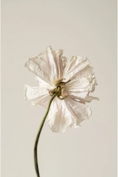 Harikabirev HARİKABİREV|SOFT BEJ-BEYAZ ÇİÇEK  1 |ÇERÇEVELİ TEMPERLİ CAM TABLO TEKLİ DİKEY - Resim 2