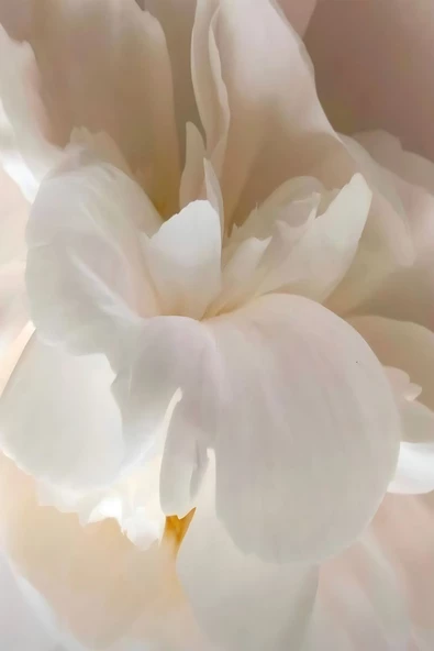 Harikabirev HARİKABİREV|KREM-GOLD-BEYAZ RENK SOFT ÇİÇEK VE SOYUT KOMBİN |ÇERÇEVELİ CAM TABLO 3LÜ DİKEY - Resim 4