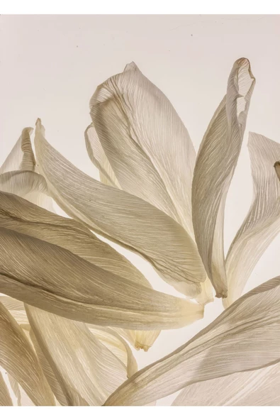 Harikabirev HARİKABİREV|KREM-GOLD-BEYAZ RENK SOFT ÇİÇEK VE SOYUT KOMBİN |ÇERÇEVELİ CAM TABLO 3LÜ DİKEY - Resim 3