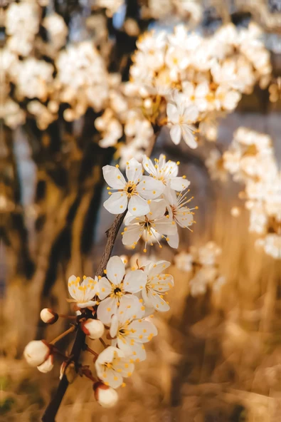 Harikabirev HARİKABİREV|SİYAH-GOLD RENK  SEVİLEN ÇİÇEK VE YAPRAK KOMBİN |ÇERÇEVELİ CAM TABLO 3LÜ DİKEY - Resim 2