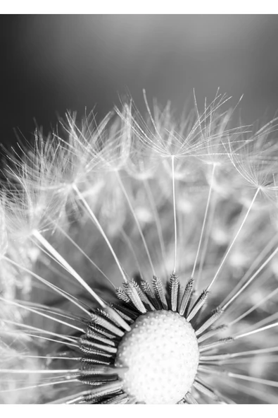 Harikabirev HARİKABİREV|BEYAZ-SİYAH ÇİÇEK KOMBİNİ 01 |ÇERÇEVELİ CAM TABLO  3LÜ DİKEY - Resim 4