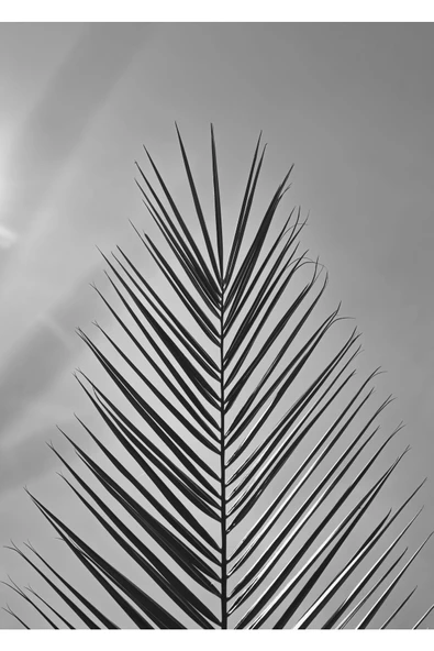 Harikabirev HARİKABİREV|SİYAH-BEYAZ ÇİÇEK  KOMBİN |ÇERÇEVELİ CAM TABLO 3LÜ DİKEY - Resim 2