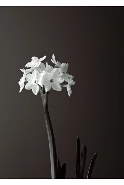 Harikabirev HARİKABİREV|BEYAZ-SİYAH ÇİÇEK KOMBİNİ 01 |ÇERÇEVELİ CAM TABLO  3LÜ DİKEY - Resim 3