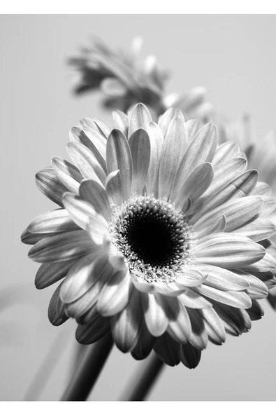 Harikabirev HARİKABİREV|BEYAZ-SİYAH ÇİÇEK KOMBİNİ 01 |ÇERÇEVELİ CAM TABLO  3LÜ DİKEY - Resim 2