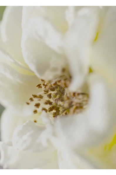 Harikabirev HARİKABİREV|SARI-BEYAZ ÇİÇEK KOMBİNİ 1 |ÇERÇEVELİ CAM TABLO  2Lİ DİKEY - Resim 2