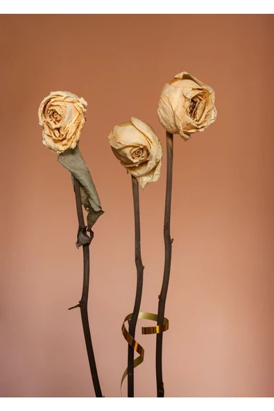 Harikabirev HARİKABİREV|GÜL KURUSU-KREM GÜL KOMBİNİ 01 |ÇERÇEVELİ CAM TABLO  2Lİ DİKEY - Resim 2