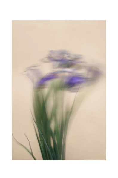 Harikabirev HARİKABİREV|KIRMIZI-MOR BLURRY ÇİÇEK KOMBİNİ 01 |ÇERÇEVELİ CAM TABLO  2Lİ DİKEY - Resim 3