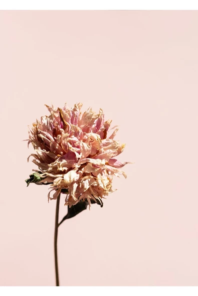 Harikabirev HARİKABİREV|PEMBE ÇİÇEK KOMBİNİ 002 |ÇERÇEVELİ CAM TABLO  2Lİ DİKEY - Resim 2