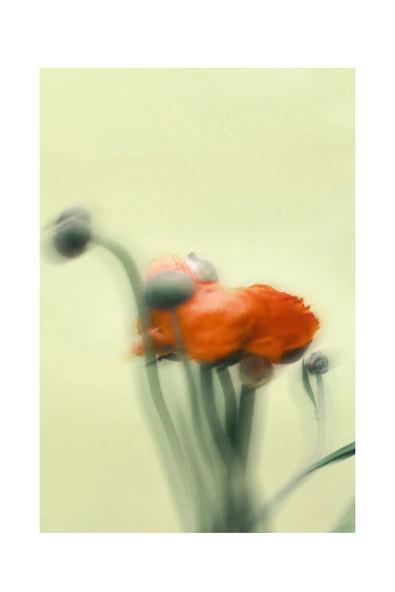 Harikabirev HARİKABİREV|KIRMIZI-MOR BLURRY ÇİÇEK KOMBİNİ 01 |ÇERÇEVELİ CAM TABLO  2Lİ DİKEY - Resim 2