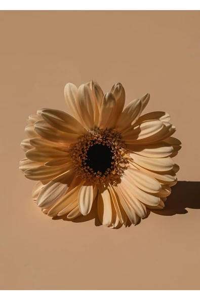 Harikabirev HARİKABİREV|KRİZANTEM ÇİÇEĞİ KOMBİNİ 01 |ÇERÇEVELİ CAM TABLO  2Lİ DİKEY - Resim 2