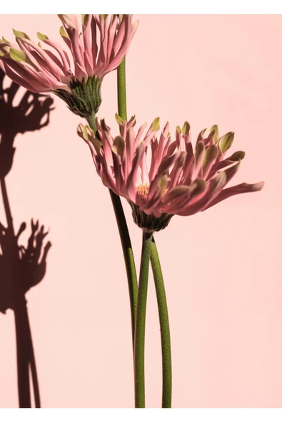 Harikabirev HARİKABİREV|PEMBE ÇİÇEK KOMBİNİ 002 |ÇERÇEVELİ CAM TABLO  2Lİ DİKEY - Resim 3