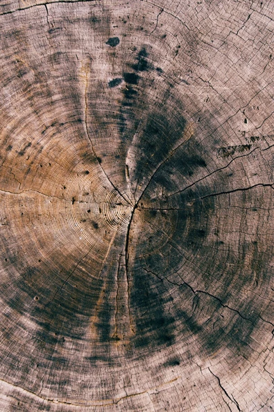 Harikabirev HARİKABİREV|KÜTÜK VE SONBAHAR YAPRAKLARI KOMBİNİ 1 |ÇERÇEVELİ CAM TABLO  2Lİ DİKEY - Resim 3