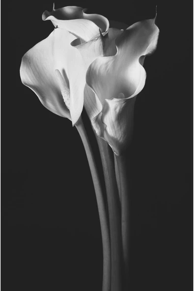 Harikabirev HARİKABİREV|SİYAH-BEYAZ ÇİÇEK OMBİNİ 03 |ÇERÇEVELİ CAM TABLO  2Lİ DİKEY - Resim 2