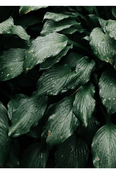 Harikabirev HARİKABİREV|YEŞİL YAPRAK DALLARI KOMBİNİ 01 |ÇERÇEVELİ CAM TABLO  2Lİ DİKEY - Resim 2