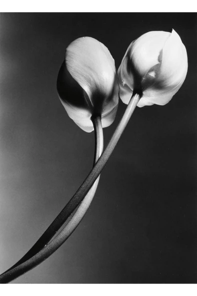 Harikabirev HARİKABİREV|SİYAH-BEYAZ ÇİÇEK OMBİNİ 03 |ÇERÇEVELİ CAM TABLO  2Lİ DİKEY - Resim 3