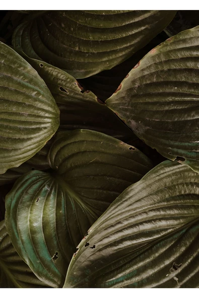 Harikabirev HARİKABİREV|YEŞİL SOFT YAPRAK KOMBİNİ |ÇERÇEVELİ CAM TABLO  3LÜ DİKEY - Resim 3