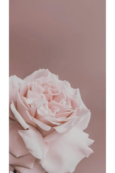 Harikabirev HARİKABİREV|GÜL KURUSU ÇİÇEK KOMBİN 01 |ÇERÇEVELİ CAM TABLO  3LÜ DİKEY - Resim 3