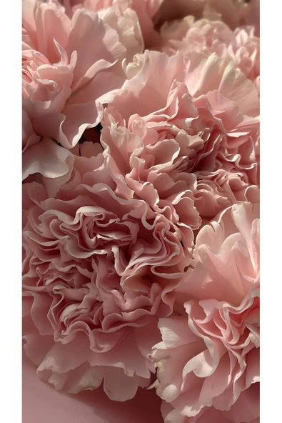 Harikabirev HARİKABİREV|GÜL KURUSU ÇİÇEK KOMBİN 01 |ÇERÇEVELİ CAM TABLO  3LÜ DİKEY - Resim 2