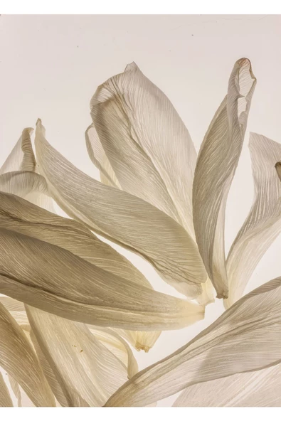 Harikabirev HARİKABİREV|SOFT RENK SEVİLEN SOYUT ÇİÇEK VE YAPRAK KOMBİNİ |ÇERÇEVELİ CAM TABLO  2Lİ DİKEY - Resim 2