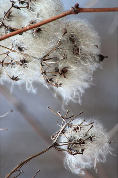 Harikabirev HARİKABİREV|SOFT RENKLER ÇİÇEK KOMBİNLER 2 |ÇERÇEVELİ CAM TABLO  3LÜ DİKEY - Resim 2