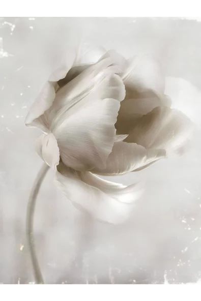 Harikabirev HARİKABİREV|BEYAZ ÇİÇEKLER-AT KOMBİNİ 01 |ÇERÇEVELİ CAM TABLO  3LÜ DİKEY - Resim 3