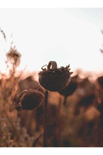 Harikabirev HARİKABİREV|KAHVERENGİ TONLAR SOFT BİTKİ KOMBİNİ |ÇERÇEVELİ CAM TABLO  3LÜ DİKEY - Resim 4