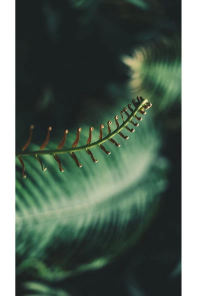 Harikabirev HARİKABİREV|YEŞİL-SİYAH SOFT YAPRAK KOMBİNİ |ÇERÇEVELİ CAM TABLO  3LÜ DİKEY - Resim 4