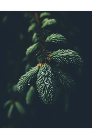 Harikabirev HARİKABİREV|YEŞİL-SİYAH SOFT YAPRAK KOMBİNİ |ÇERÇEVELİ CAM TABLO  3LÜ DİKEY - Resim 2