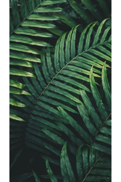 Harikabirev HARİKABİREV|YEŞİL-SİYAH SOFT YAPRAK KOMBİNİ |ÇERÇEVELİ CAM TABLO  3LÜ DİKEY - Resim 3