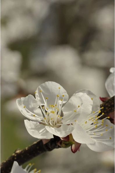 Harikabirev HARİKABİREV|SOFT RENKLER ÇİÇEK KOMBİNLER 2 |ÇERÇEVELİ CAM TABLO  3LÜ DİKEY - Resim 4